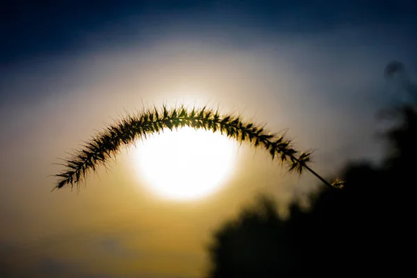 Yükselen güneş altında arch çimen çiçek