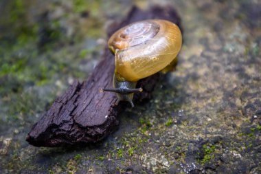 Salyangoz ahşap küçük bir çip