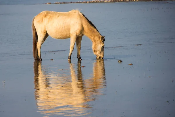 Vahşi at içme suyu kutsal
