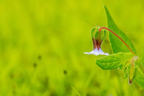 Baş aşağı çiçek açan bir izole çiçek