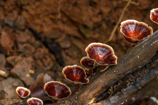Bir sürü çürük ağaç gövdesi üzerinde kırmızı mantar
