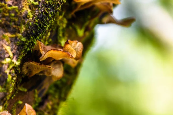 Gün batımı tepe üzerinde tanıklık ederken hayat düşünürken