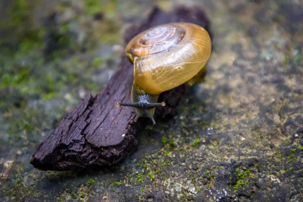 Salyangoz ahşap küçük bir çip