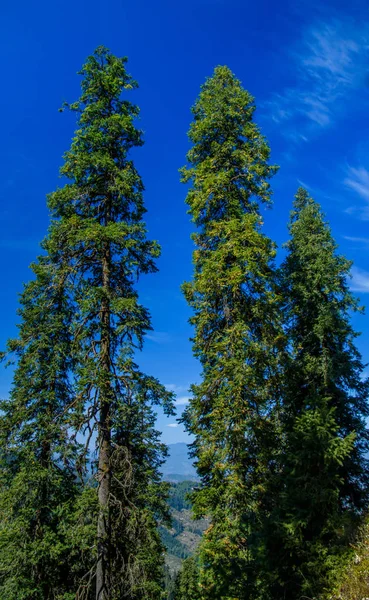 Uzun ağaç bulutlar dokunmadan