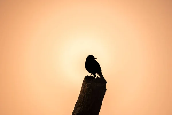Silhouette of a cuckoo looking back while sitting on a stump.
