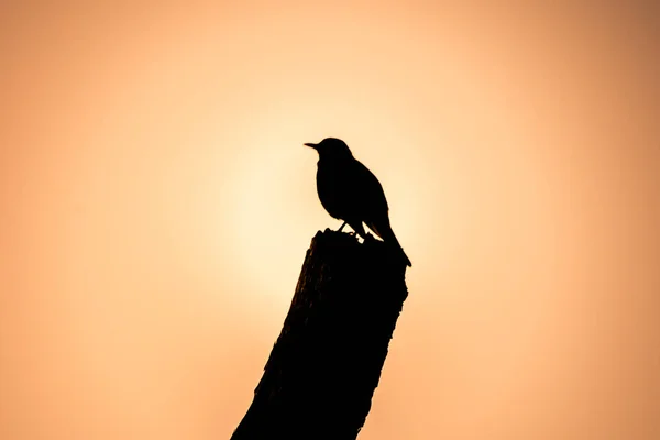 Açık bir güdük üzerinde otururken arıyorsunuz bir guguk kuşu silüeti.