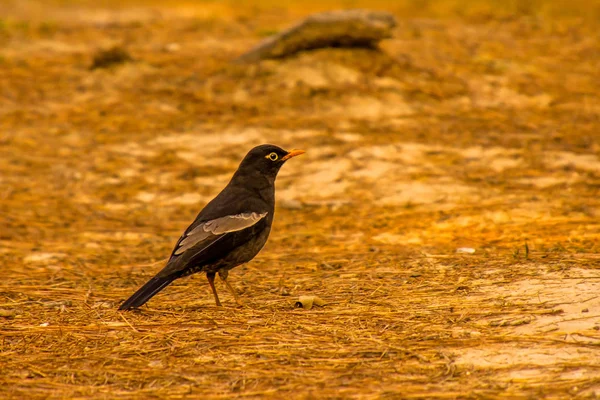 Cucù Nero Che Gundting Preda Terreno Asciutto — Foto Stock