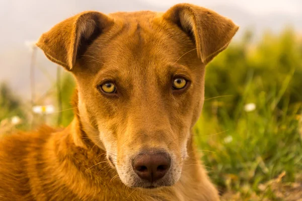 Şu kamerayı sarkık kulakları ile bakan bir uyarı kahverengi streetd köpek