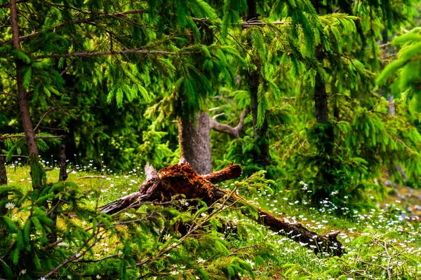 Muson ortasında yeşillikler içinde çürüyen bir ölü ağaç'ın gövdesi.