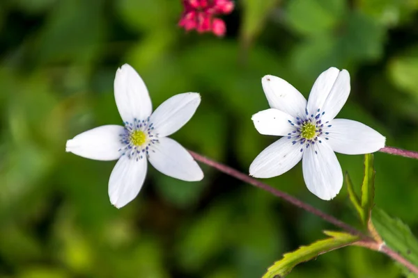 Himalyan dağının Anemone çiçekleri, Hindistan