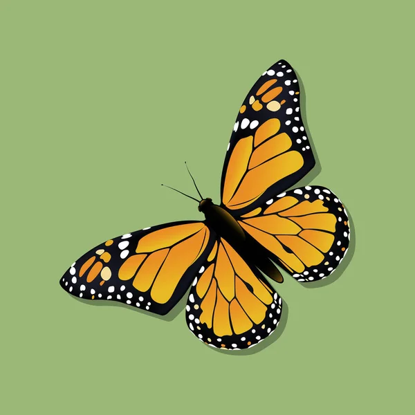 Papillon Monarque Danaus Plexippus Famille Des Nymphalidae Illustration Vectorielle — Image vectorielle