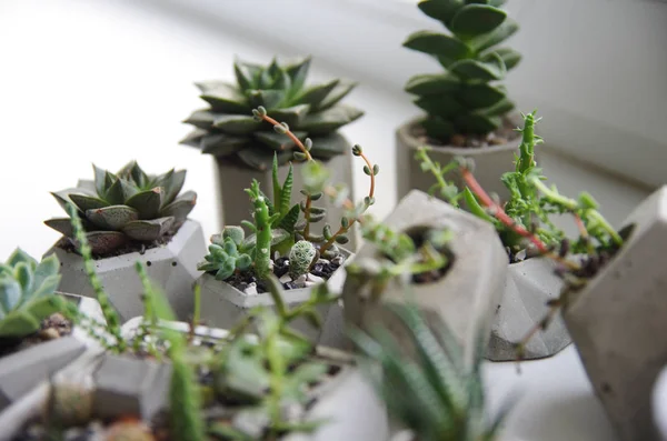 Succulents and cacti in concrete pots. Macro photo of growing green plants. Seedlings of small flowers in pots on the windowsill. Scandinavian and loft style. Background banner for your design.