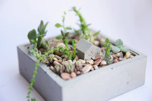 Mini garden of succulents and cacti in a concrete pot. Handmade concrete pot gray cement for small seedlings. Interior decoration in the style of a loft. Macro shooting plants.