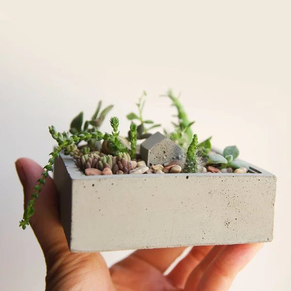 Banner of mini garden of succulents and cacti in a concrete pot in hand. Handmade concrete pot gray cement for small seedlings as a gift on wall background. Interior decoration in the style of a loft.