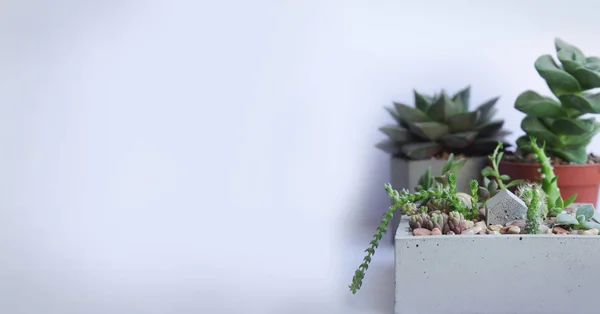 Banner of mini garden of succulents and cacti in a concrete pot. Handmade concrete pot gray cement for small seedlings. Interior decoration in the style of a loft. Macro shooting plants.