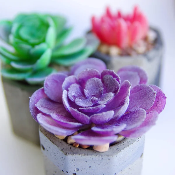 collection of multicolored succulents in concrete pots. Echeveria different species.. isolated succulent flower in white background. cement original pot with house plant.