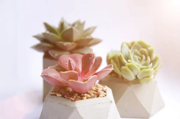 collection of multicolored succulents in concrete pots. Echeveria different flowers. isolated succulent flower in white background. cement original pot with house plant.