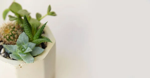 succulent mini garden in concrete pot. Horizontal banner. Composition of succulents of echeveria, havortiy and cacti in a small white pot. Home plant on a white background.