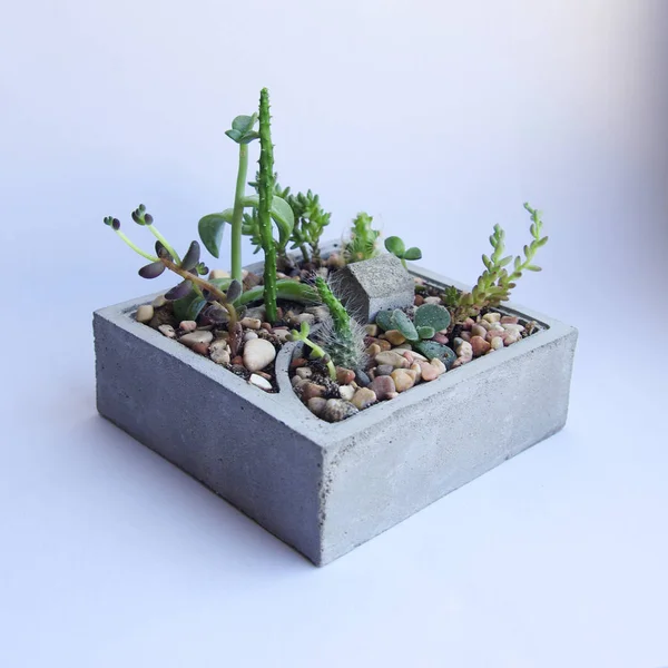 Mini garden of succulents and cacti in a concrete pot. Handmade concrete pot gray cement for small seedlings. Interior decoration in the style of a loft. Macro shooting plants.