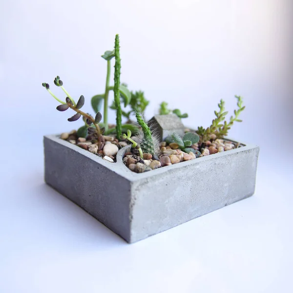 Mini garden of succulents and cacti in a concrete pot. Handmade concrete pot gray cement for small seedlings. Interior decoration in the style of a loft. Macro shooting plants.