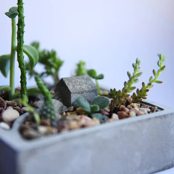 succulents in concrete pots. hand made cemente poligonal pots with green haworthia plant. grey forms decorated