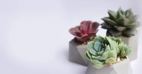 banner of several sucherents of echeveria in concrete pots on a white background. The composition of colorful flowers. Beautiful background for greeting card. Handmade products in the loft interior
