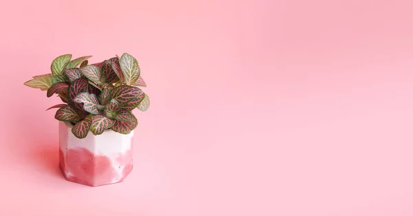 Home plant in a concrete pot. Pink and green leaves on a pink background. Shop header with place for your text and design. Pink horizontal banner.