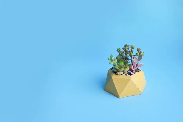 Minimalistic garden of succulents in a concrete planter pot. Blue and white banner. Shop header with place for your text and design. Contrasting colors, a trend for blogging social network.