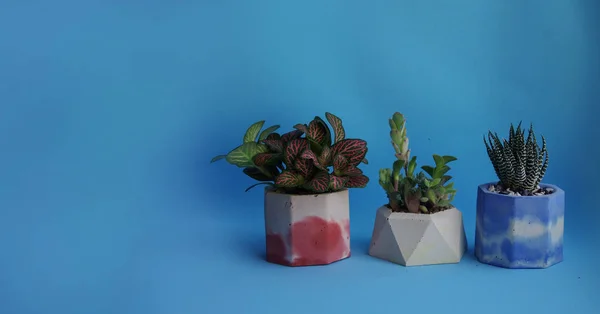 Set of flower pots for succulents on a blue background. Banner of indoor plants in concrete pots with mini gardens for your design. Different home plants of Echeveria, Haworthia and cacti.