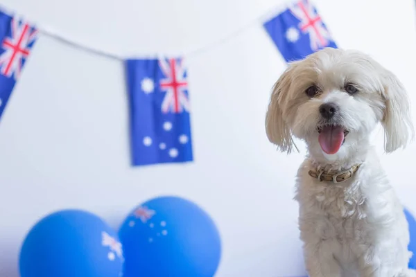 Avustralya günü bayrak afiş ve balon infront ayakta sevimli beyaz köpek 