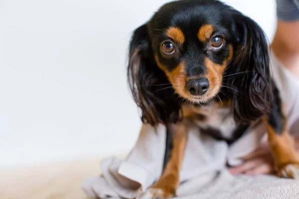 King Cavalier Charles Cross Terrier Pies Patrząc Błaganie Binokle Przed — Zdjęcie stockowe