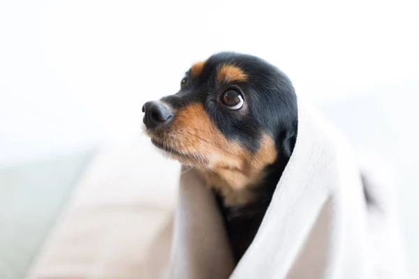 King Charles Cavalier Cross Terrier Pies Ręcznikiem Nad Nim Bathtime — Zdjęcie stockowe