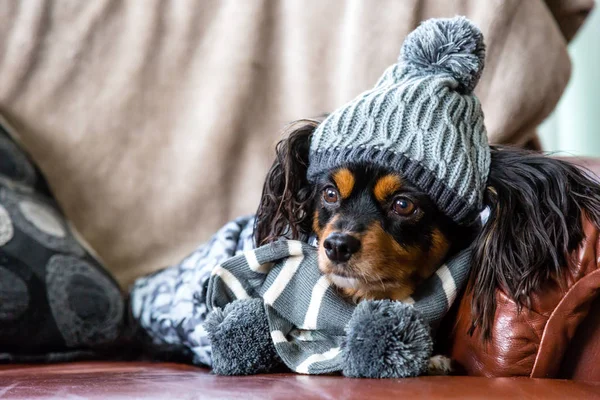 King Charles Cavalier Cross Terier Pomieszczeniu Siedzi Kanapie Patrząc Poza — Zdjęcie stockowe