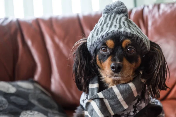 Kral Charles Cavalier çapraz kapalı dışında seyir ile onun yanında kitapların bir yığınına bir kanepede oturan korkunç