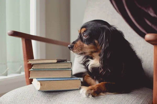 King Charles Cavalier Cross Terier Pomieszczeniu Siedzi Kanapie Patrząc Poza — Zdjęcie stockowe