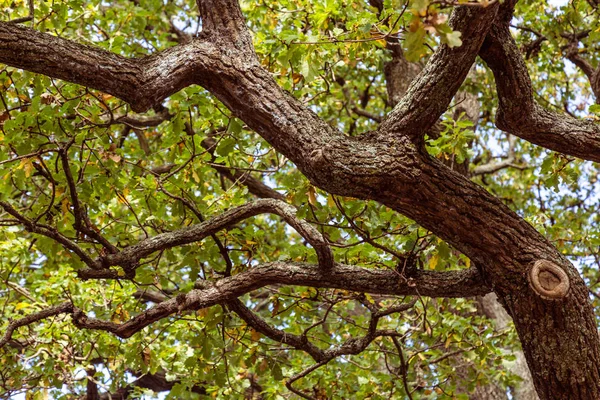 Bükülmüş şube ve yeşil yaprakları ile eski bir ağaca bakarken