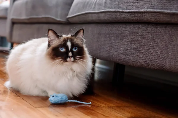 İçinde yeni bir örme fare oyuncak ile Ragdoll kedi
