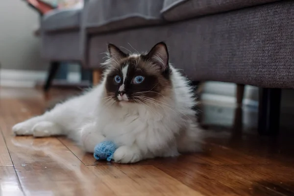 İçinde yeni bir örme fare oyuncak ile Ragdoll kedi