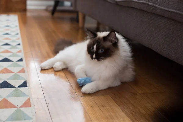 İçinde yeni bir örme fare oyuncak ile Ragdoll kedi