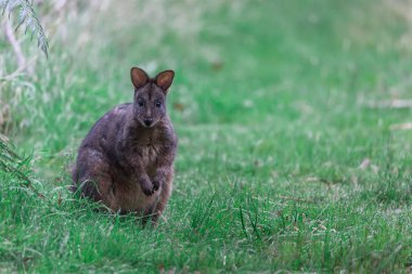 Otlak kanguru Punchbowl Reserve, Launceston Tasmania yakınındaki