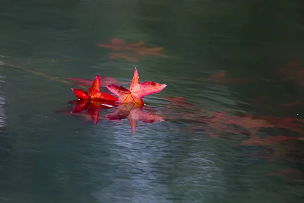 hala suda yüzen sonbahar yaprakları 