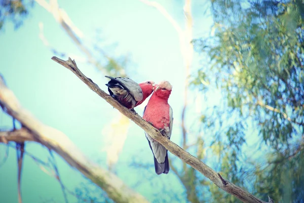 Bir ağaç dalı üzerinde iki pembe ve gri galahs 