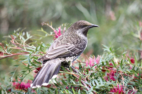 Küçük wattlebird bir grevillea çalı üzerinde tünemiş