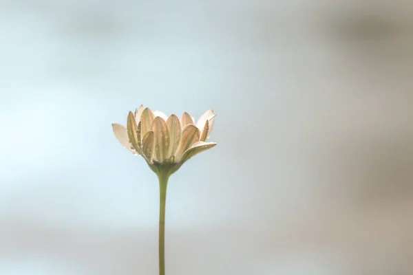 Jeden Sedmikráska Zaměření Měkké Pozadí — Stock fotografie