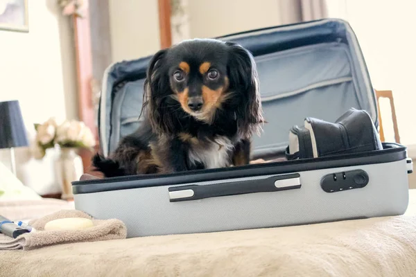 Sevimli köpek bir yatakta bir bavul 