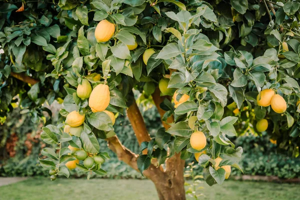 Sağlıklı Narenciye meyve tam bir limon ağacı 