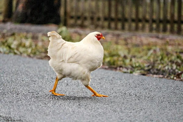 Beyaz tavuk yol geçtikten 