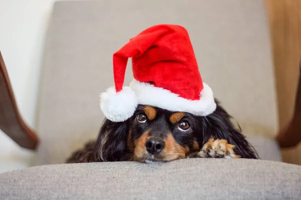 Ładny Mały Pies Biało Czerwoną Czapką Boże Narodzenie Oczy Patrząc — Zdjęcie stockowe
