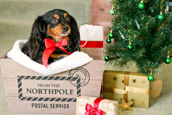 Onun boynuna bir Noel ağacı altında bir hediye olarak bir kutu içinde kırmızı bir yay ile şirin küçük köpek Evcil hayvan hediye olarak satın hoş geldiniz veya istenmeyen sürpriz kavramı uyarı olabilir