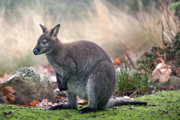 Kanguru bir doğal Launceston Tasmania, yumuşak ile sabah erken alınan arka planda hafif katarakt Gorge ayarlama